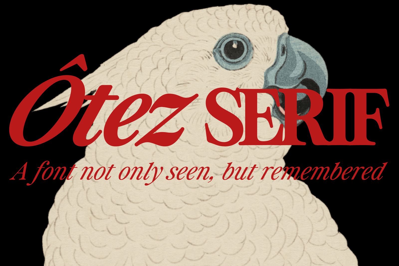 Otez Website Present-01