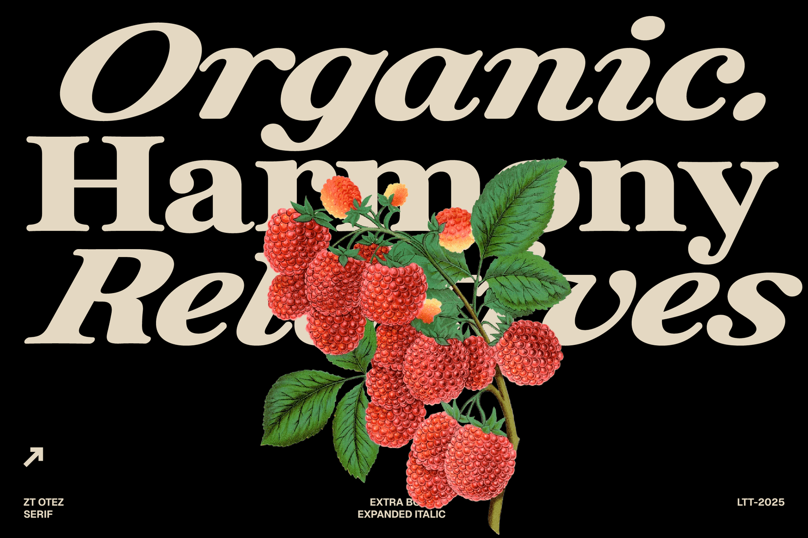 Otez Website Present-10