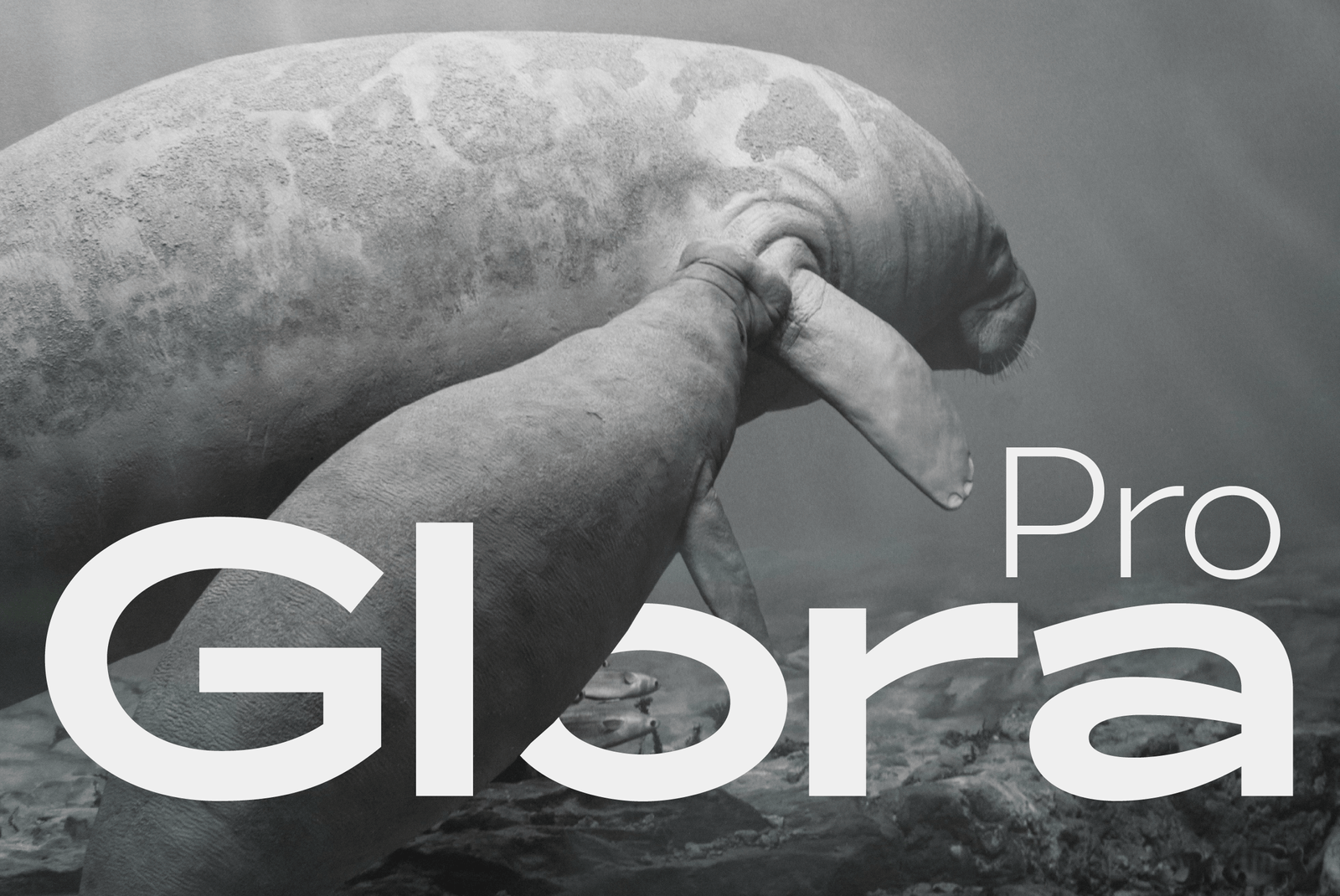 ZT Glora Pro Website-01