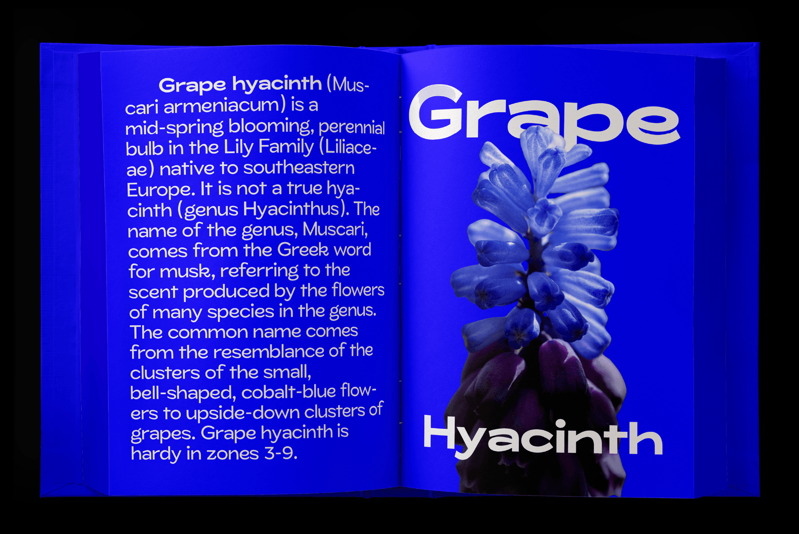 ZT Glora Pro Website-05